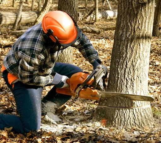 Tree Removal in Wales, WI